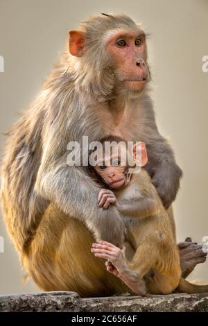 Mère aimant son bébé. Rhésus macaque ou macaca mulatta singe mère et bébé en moment de câliner Banque D'Images