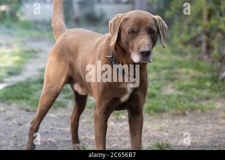 Chien au Labrador au chocolat sur l'herbe à l'extérieur Banque D'Images