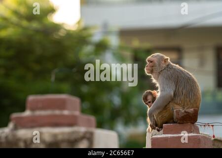 Mère aimant son bébé. Rhésus macaque ou macaca mulatta singe mère et bébé en moment de câliner Banque D'Images