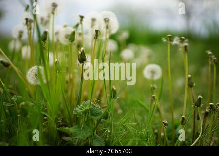 les fleurs de pissenlit poussent dans un jardin verdoyant. Banque D'Images