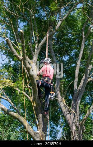 Un chirurgien ou un arboricien vérifie ce qu'il faut élaguer sur un grand arbre Banque D'Images