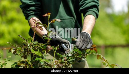 jeune homme de jardinier élagage des roses dans le jardin Banque D'Images