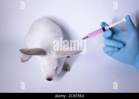 une main dans un gant médical bleu injecte un liquide rose dans un lapin blanc effrayé. Photo de haute qualité Banque D'Images