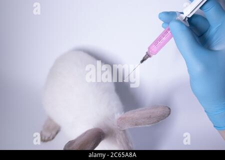 une main dans un gant médical bleu injecte un liquide rose dans un lapin blanc effrayé. Photo de haute qualité Banque D'Images