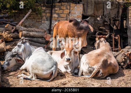 Vache sainte indienne devant la maison indienne typique Jaisalmer. Banque D'Images