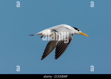 La Sterne royale africaine adulte survolant la côte au-dessus de l'océan, près de la réserve ornithologique de Tanji Banque D'Images