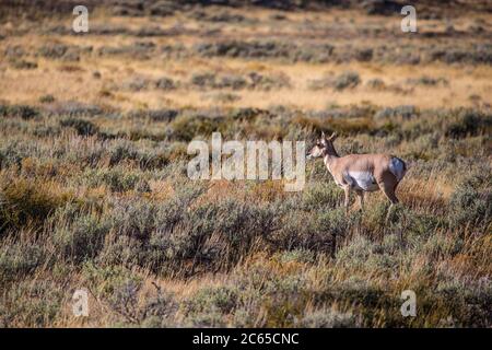 Antilopes sauvages debout dans la prairie du parc national de Grand Teton. Banque D'Images