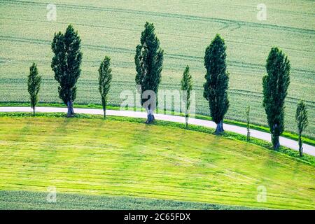 Une rangée de peupliers et d'arbres de campagne en Suisse saxonne Parc national Allemagne campagne Populus nigra italica, Banque D'Images