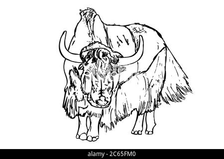 Yak isolé sur fond blanc. Dessiner à la main l'esquisse taureau. Gravure antique de bétail de haute terre, bison. Horoscope lunaire signe ox, taureau, vache.stock vecteur Illustration de Vecteur