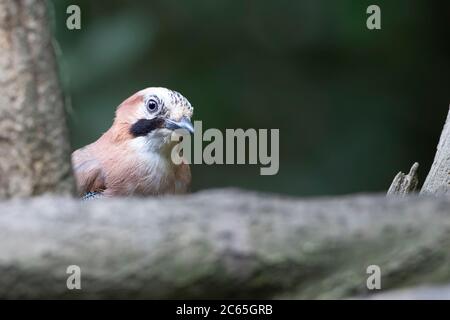 Jay eurasien Garrulus glandarius avec juste sa tête qui peering de derrière un arbre dans un cadre boisé Banque D'Images