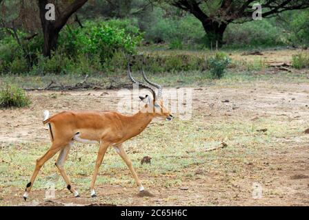 Antilope mâle d'impala dans le parc national du lac Manyara, Tanzanie Banque D'Images