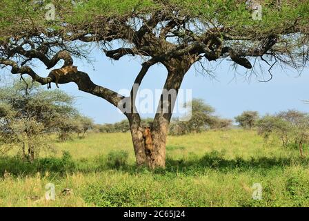 Deux lionnes sur l'acacia dans la savane du parc national de Serengiti, Tanzanie, Afrique Banque D'Images