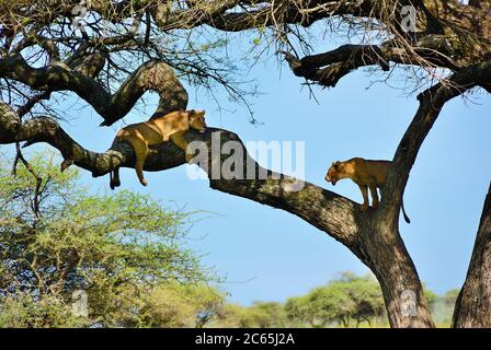 Deux lionnes sur l'acacia dans la savane du parc national de Serengiti, Tanzanie, Afrique Banque D'Images