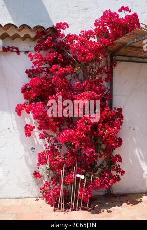 Bougainvilliers rouge contre le mur côte d'azur Banque D'Images