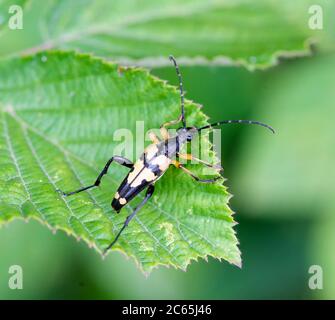 Long coléoptère à cornes - Rutpela maculata Banque D'Images