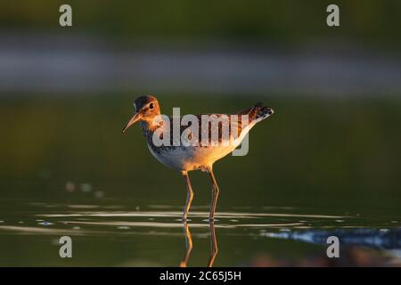 sandpiper se tient dans l'eau au coucher du soleil Banque D'Images