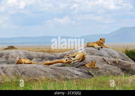 Lioness avec lion cub sont reposant sur des roches à Serengeti à l'aube, Tanzanie, Afrique Banque D'Images