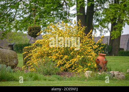 Ranunkelstrauch Kerria japonica Pleniflora Banque D'Images