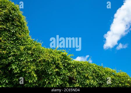 Green Virginia Creeper contre un ciel bleu clair par une journée ensoleillée d'été, photo d'arrière-plan avec espace de copie Banque D'Images