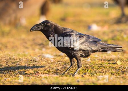 RAAF, Corvus corax canariensis Banque D'Images