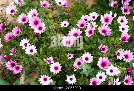 Fleurs d'ostéospermum blanches, roses et violettes Banque D'Images