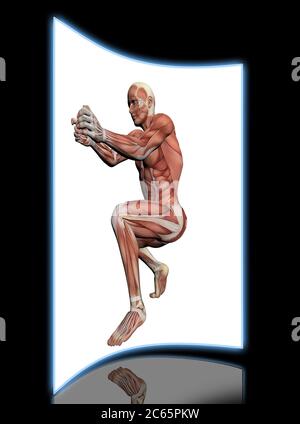 Anatomie humaine - Muscles femelle fait en 3d software Banque D'Images