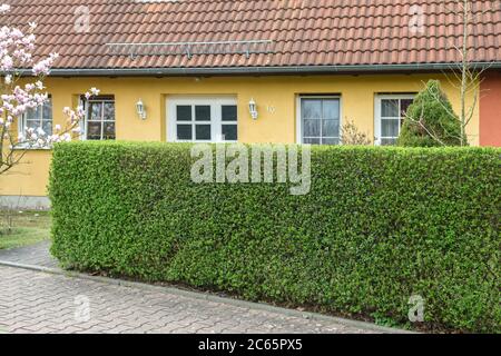 Rainweide Ligustrum vulgare atrovirens Banque D'Images