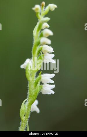 Langeloërduinen, Goodyera repens Banque D'Images