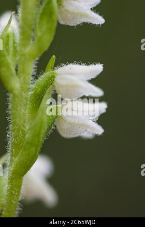 Langeloërduinen, Goodyera repens Banque D'Images