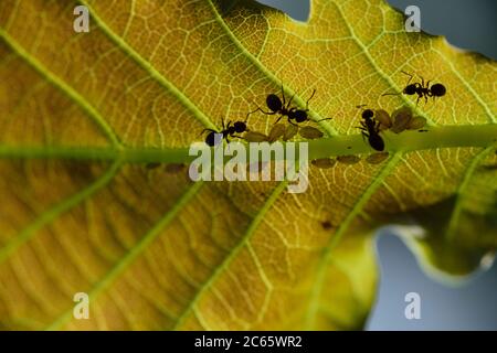 Fourmis à la recherche d'aphids sur une feuille de chêne, Parc National de la Suisse saxonne (Saechsische Schweiz), Europe, Europe centrale, Allemagne Banque D'Images