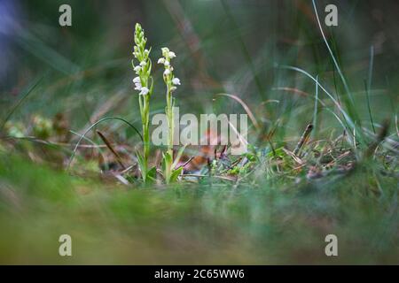 Langeloërduinen, Goodyera repens Banque D'Images