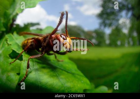 hornet brun ou hornet européen (Vespa crabro) recherche de nourriture dans le sommet de l'arbre, Réserve de biosphère 'Niedersächsische Elbtalaue' / Vallée de l'Elbe en Basse-Saxe, Allemagne Banque D'Images