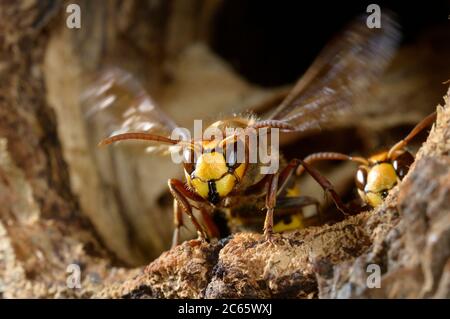 hornet brun ou hornet européen (Vespa crabro) Banque D'Images