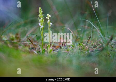 Langeloërduinen, Goodyera repens Banque D'Images