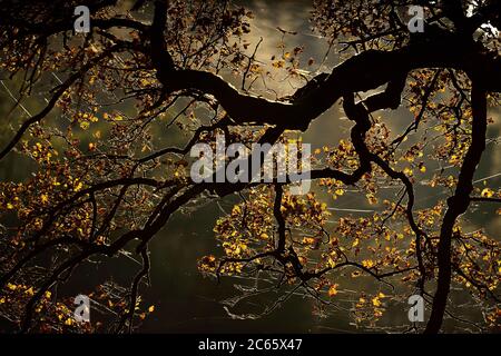 Chêne anglais (Quercus robur) aux couleurs d'automne, avec toile d'araignée. Kellerwald, Hesse, Allemagne Banque D'Images