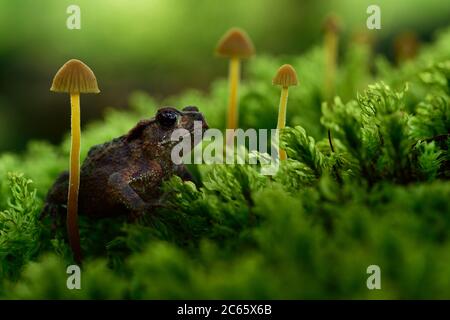 Crapaud juvénile, crapaud européen (Bufo bufo) attendant que les insekts mangent sur la racine de chêne. Kaltenhofer Moor, Kiel, Allemagne Banque D'Images