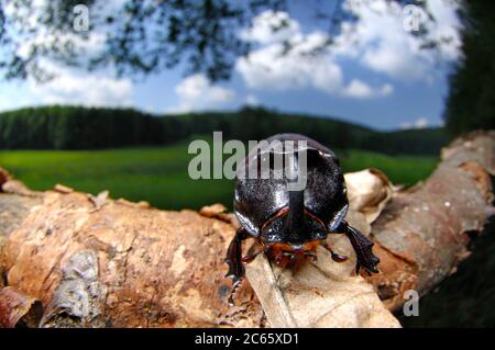 Du scarabée rhinocéros (Oryctes nasicornis) Banque D'Images