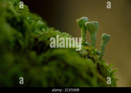 Trompette lichen (Cladonia fimbriata) Réserve de biosphère de la Biosphère 'Niedersächsische Elbtalaue' / Vallée de l'Elbe en Basse-Saxe, Allemagne Banque D'Images