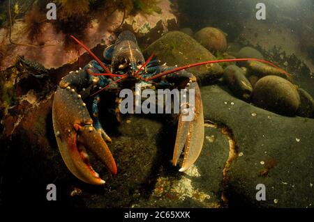 Homard commun, homard à la mâchoire européenne, homard du Maine (Homarus gammarus) (dt. Hummer, Europäischer Hummer) Crustacea Banque D'Images