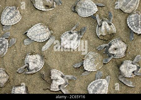 La vautour noire (Coragyps atratus) ne peut pas avaler les alevins de la tortue de mer ridley (Lepidochelys olivacea) entiers de sorte qu'ils les déchirent et laissent souvent le reste pendant qu'ils vont pour le prochain. Banque D'Images