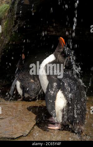 Ce qu'un oiseau de mer apprécie le plus est un bain d'eau douce. Ces pingouins de la rockhopper (Eudyptes chrysocome) ont même une énorme douche ensoleillée, mais le luxe semble faire quarrelsome: Nulle part ailleurs dans la colonie de la rockhopper un comportement agressif peut être vu. Banque D'Images