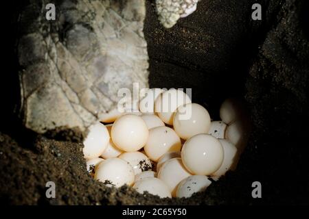 Après avoir creusé un trou de 30 à 50 centimètres de profondeur avec ses palmes arrière, la tortue de mer de ridley (Lepidochelys olivacea) pond environ 100 oeufs. Banque D'Images