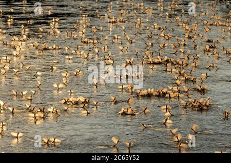 Environ une demi-heure après l'éclosion des mayonnaise mâles à longue queue (Palingenia longicauda), les premières femelles apparaissent à la surface de l'eau. Contrairement aux mâles, les femelles à queue longue sont déjà matures lorsqu'elles émergent. Chaque femelle est approchée par plusieurs mâles matures. Finalement, la femelle s'accouple avec l'un d'eux à la surface de l'eau. Tisza floraison (Tiszavirágzás). C’est quand des millions de mouches à longue queue (Palingenia longicauda) sont en hausse dans des nuages immenses, se reproduisent et périent, le tout en quelques heures. Banque D'Images