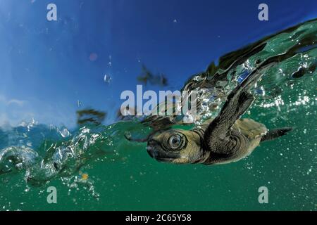 Dès qu'elle est entrée dans l'eau, la jeune tortue d'olive (Lepidochelys olivacea) lutte contre la houle pour se baigner loin de la côte. La frénésie de natation dite dure environ 48 heures pour empêcher les écloseries d'être lavées à terre. Les tortues ne se nourrissent pas dans les premiers jours car elles vivent sur les réserves qu'elles ont acquises du jaune d'oeuf dans leurs oeufs. Les petits nageurs tombent souvent en proie, par exemple, aux oiseaux de la régate ou aux poissons de plus grande taille. [taille d'un organisme : 6 cm] Banque D'Images