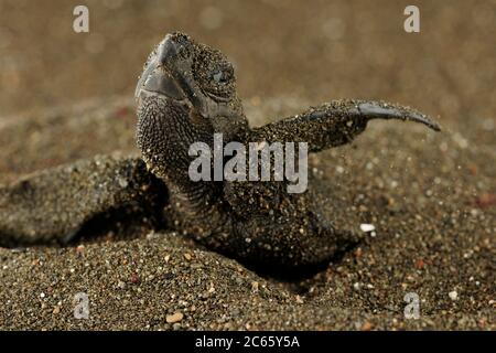 Après une période d'incubation de 45 à 55 jours, un premier olive en écloserie ridley (Lepidochelys olivacea) émerge du sable. Banque D'Images