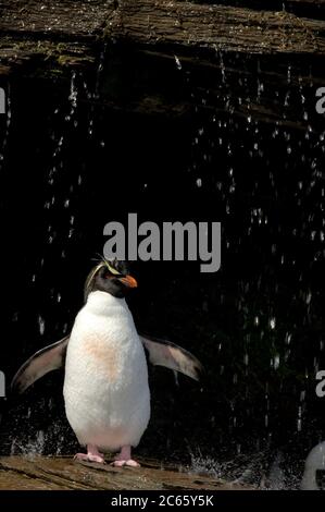 Ce qu'un oiseau de mer apprécie le plus est un bain d'eau douce. Ces pingouins de la rockhopper (Eudyptes chrysocome) ont même une énorme douche ensoleillée, mais le luxe semble faire quarrelsome: Nulle part ailleurs dans la colonie de la rockhopper un comportement agressif peut être vu. Banque D'Images