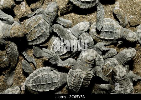 Après une période d'incubation de 45 à 55 jours et une montée de plusieurs jours à travers le sable, les ridelles d'olive écloserie (Lepidochelys olivacea) émergent tous ensemble. La teinture en grand groupe fournit un peu de protection contre les vautours, les cigognes et les crabes. Banque D'Images