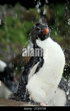 Ce qu'un oiseau de mer apprécie le plus est un bain d'eau douce. Ces pingouins de la rockhopper (Eudyptes chrysocome) ont même une énorme douche ensoleillée, mais le luxe semble faire quarrelsome: Nulle part ailleurs dans la colonie de la rockhopper un comportement agressif peut être vu. [taille d'un organisme : 50 cm] Banque D'Images