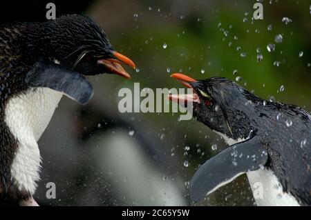 Ce qu'un oiseau de mer apprécie le plus est un bain d'eau douce. Ces pingouins de la rockhopper (Eudyptes chrysocome) ont même une énorme douche ensoleillée, mais le luxe semble faire quarrelsome: Nulle part ailleurs dans la colonie de la rockhopper un comportement agressif peut être vu. [taille d'un organisme : 50 cm] Banque D'Images