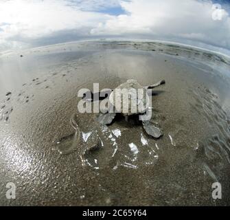 Une tortue de mer de ridley en écloserie (Lepidochelys olivacea) sur son chemin vers la mer. Ils s'orientent par la luminosité de l'horizont au-dessus de l'océan et ils risquent toujours d'être mangés par les oiseaux, les crabes ou plus tard par les poissons. Nach 45 bis 55 Tagen Brutdauer im warmen Sand ist diese junge Oliv- Bastardschildkröte (Lepidochelys olivacea) geschlüpft und macht sich auf den gefährlichen Weg zum Wasser. Orientierungshilfe gibt dabei die Helligkeit des Horizonts über dem Meer. Banque D'Images